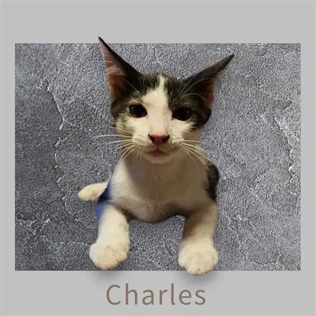 Charles - Domestic Short Hair
