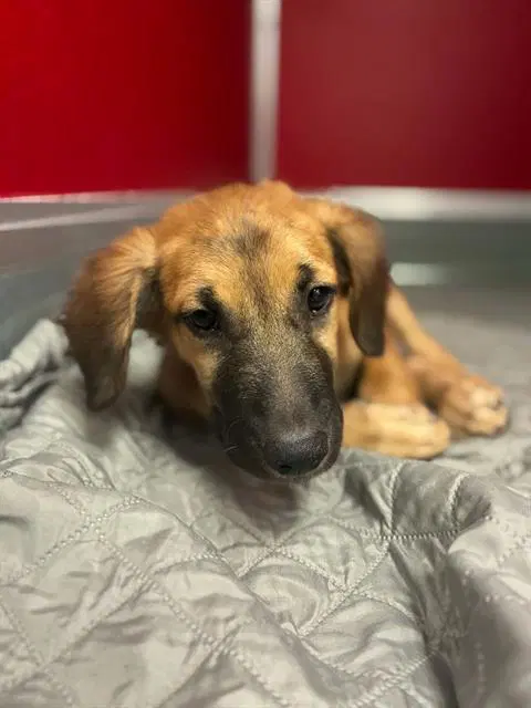 Unknown - German Shepherd Dog