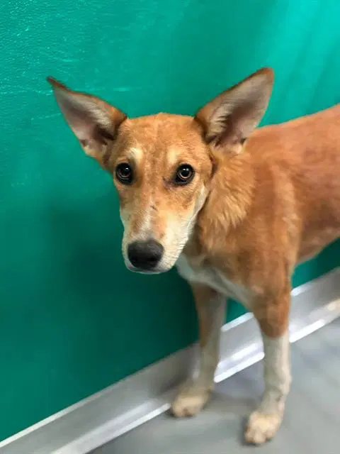 Unknown - German Shepherd Dog