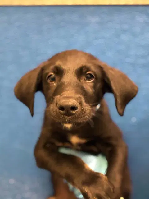 Unknown - Labrador Retriever