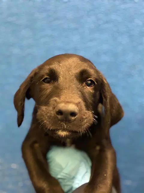 Unknown - Labrador Retriever