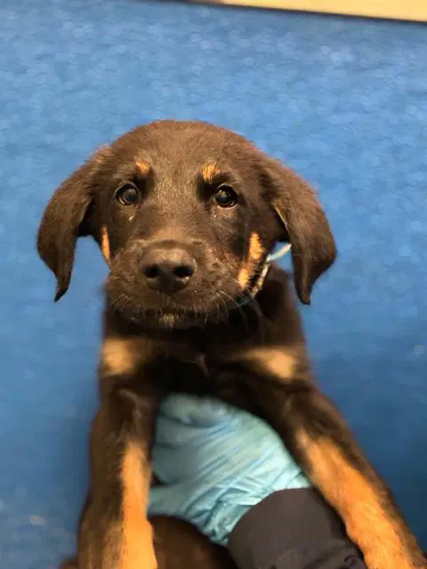 Unknown - German Shepherd Dog