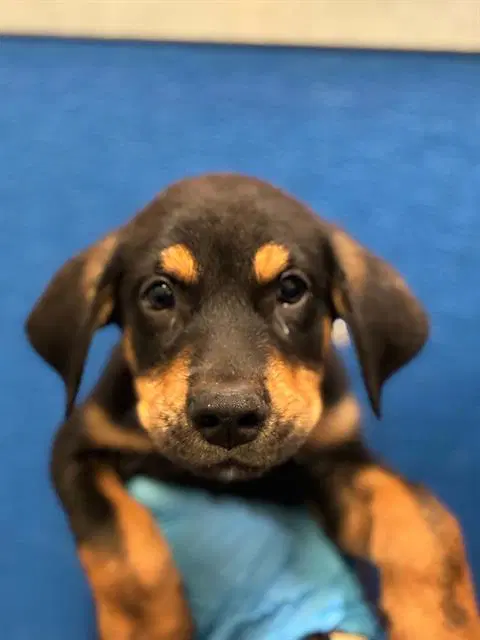 Unknown - German Shepherd Dog