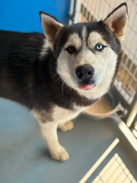 Elinor - Siberian Husky
