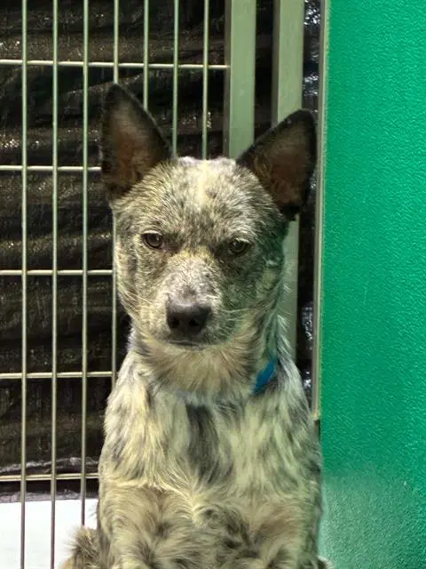 Unknown - Queensland Heeler