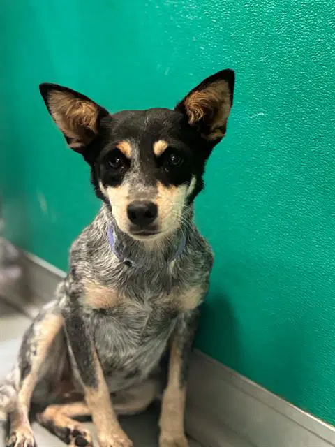 Unknown - Queensland Heeler
