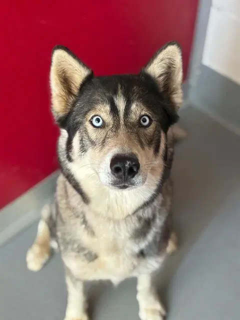 Merida - Siberian Husky