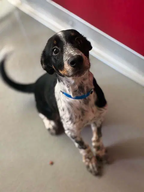 Unknown - Queensland Heeler