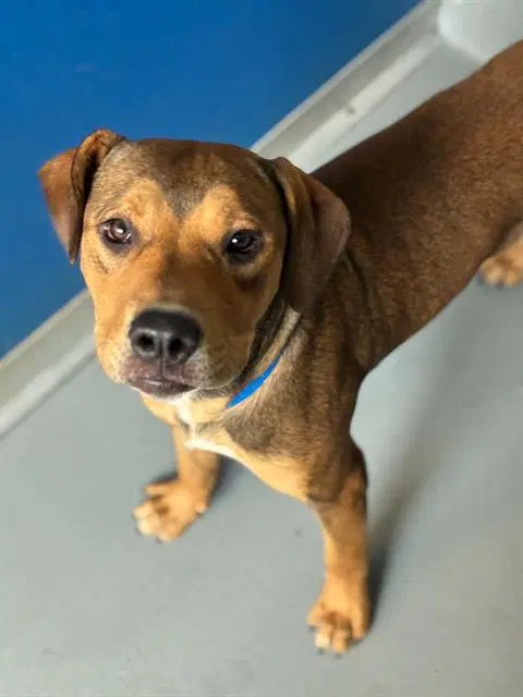 Unknown - Pit Bull Terrier