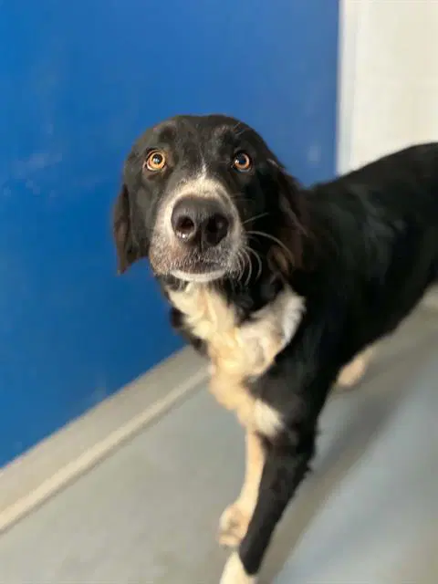 Clarabelle - Border Collie