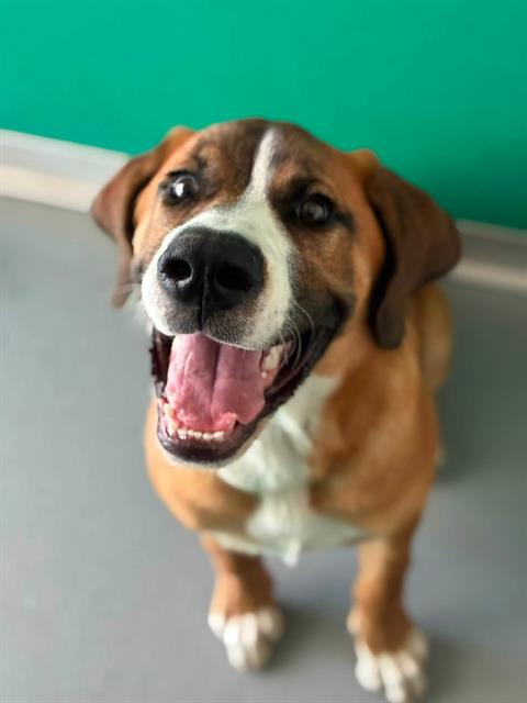 picture of the dog needing adoption