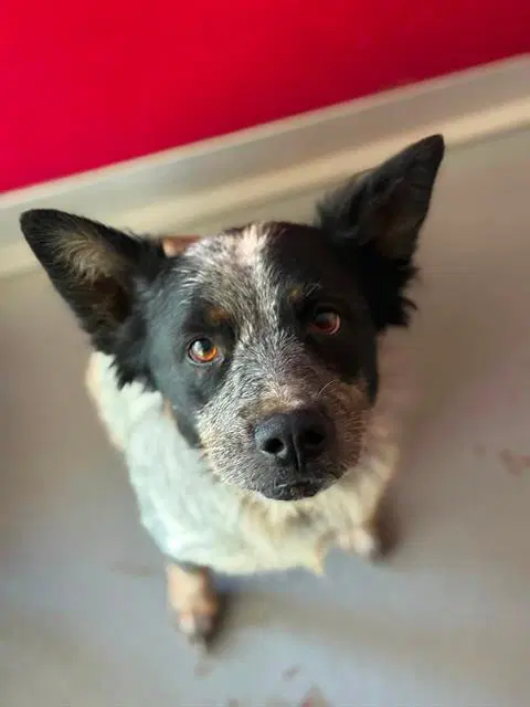 Fairy - Queensland Heeler