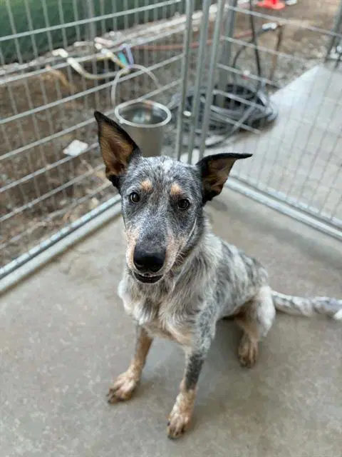 Griffin - Queensland Heeler