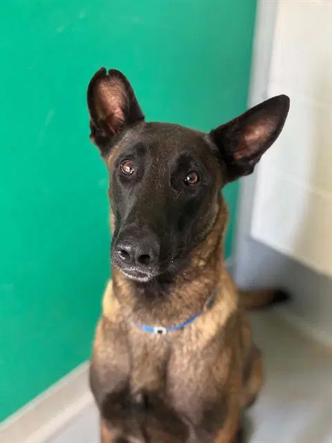 Agent Pleakley - Belgian Shepherd Malinois