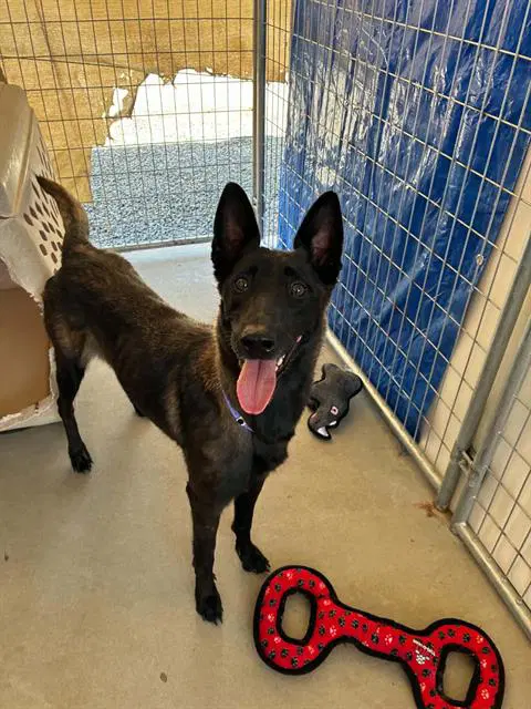 Nani - Belgian Shepherd Malinois