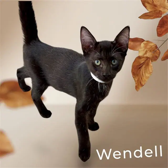 Wendell - Domestic Short Hair