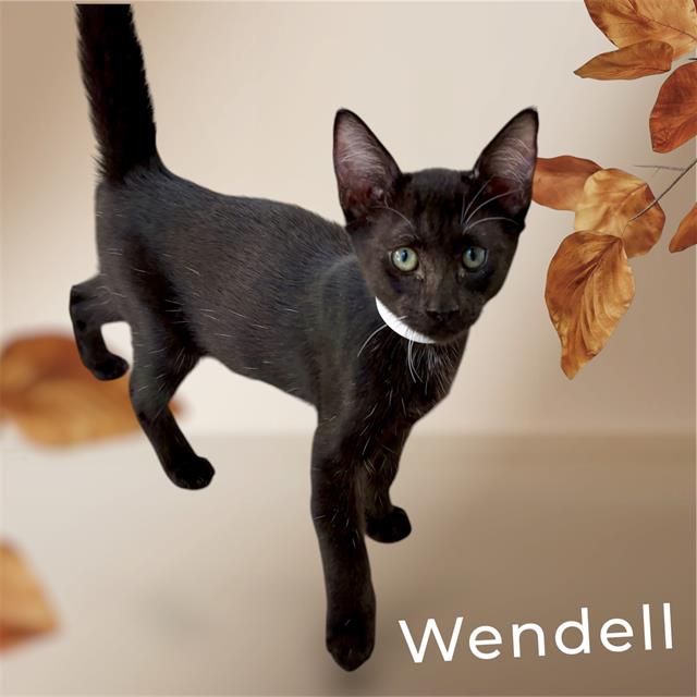 Wendell