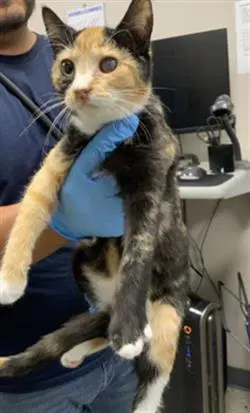 Cryptid - Domestic Short Hair