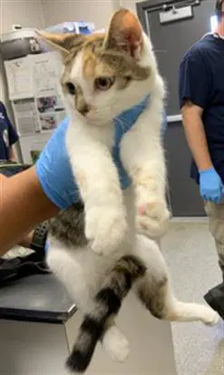 Phoebe - Domestic Short Hair