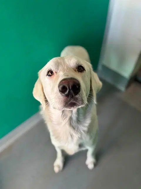 Unknown - Great Pyrenees