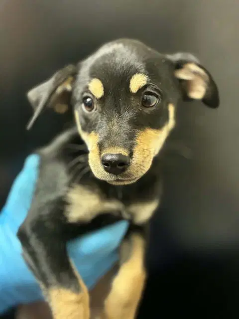 Frodo - Chihuahua