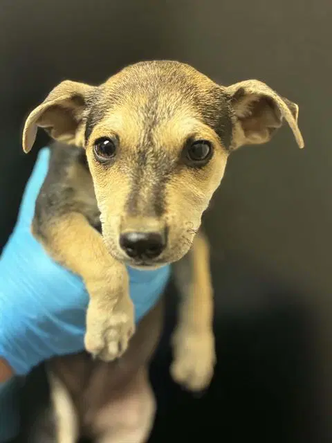 Samwise - Chihuahua