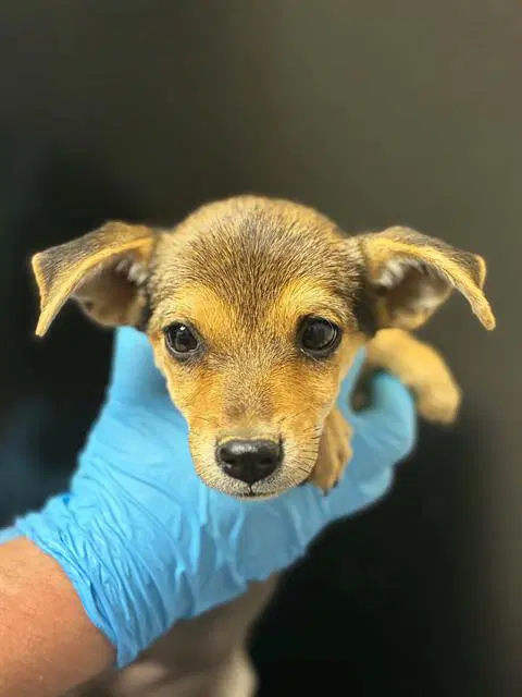 Pippi - Chihuahua