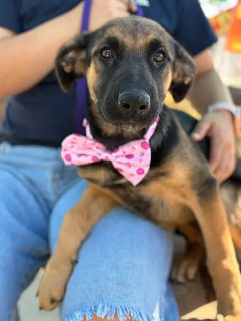 Moana - German Shepherd Dog