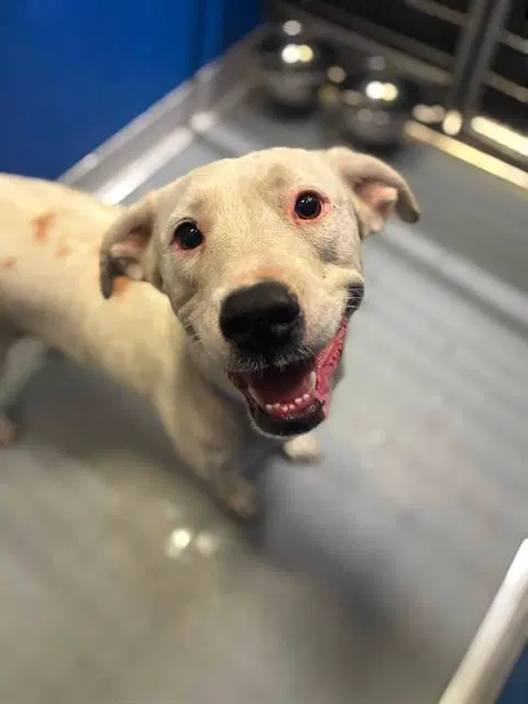 Bunny - Pit Bull Terrier