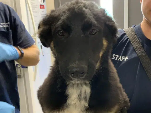 Unknown - German Shepherd Dog