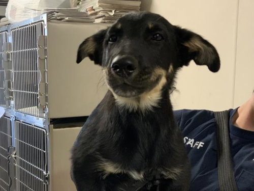picture of the dog needing adoption