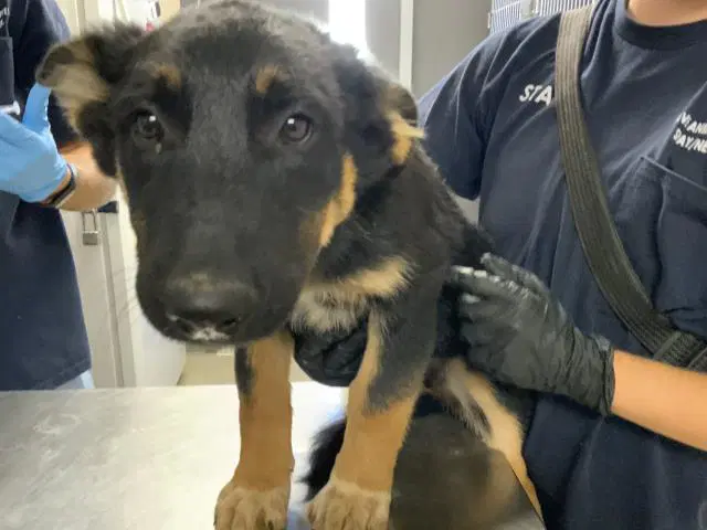 Unknown - German Shepherd Dog