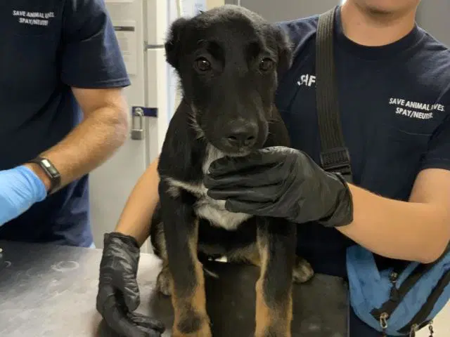 Unknown - German Shepherd Dog