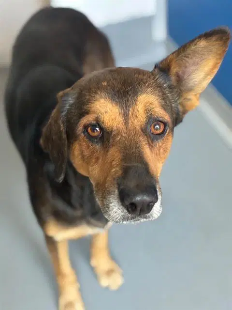 Unknown - German Shepherd Dog