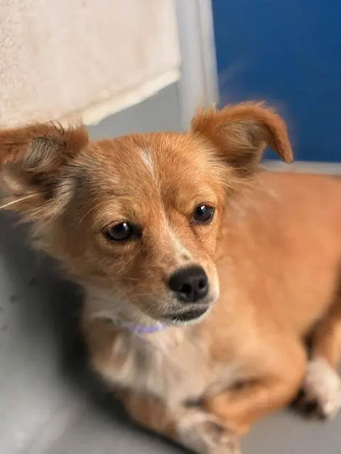 Unknown - Chihuahua