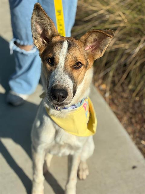 *FAE, a dog for adoption from Tulare County Animal Control