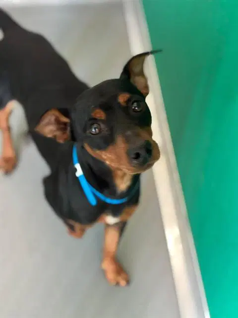 Unknown - Chihuahua