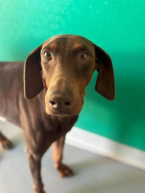 Unknown - Doberman Pinscher
