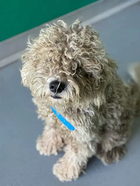Unknown - Poodle (Miniature)