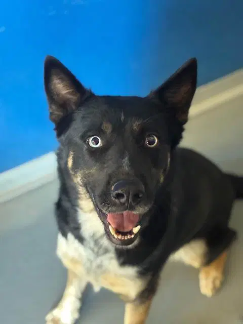 Wally - Husky