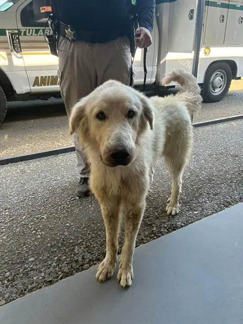 Tank - Great Pyrenees