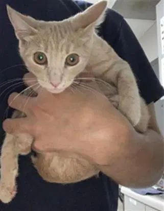 Unknown - Domestic Short Hair