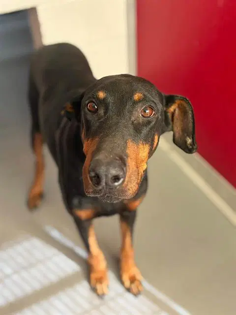 Unknown - Doberman Pinscher