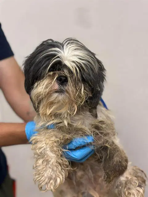Wall-E - Lhasa Apso