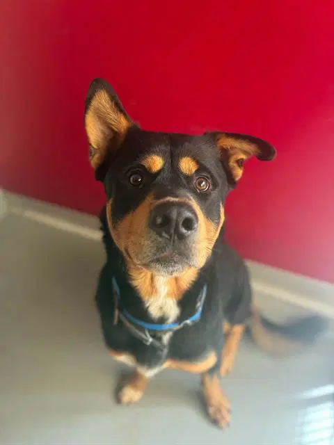 Benz - Rottweiler