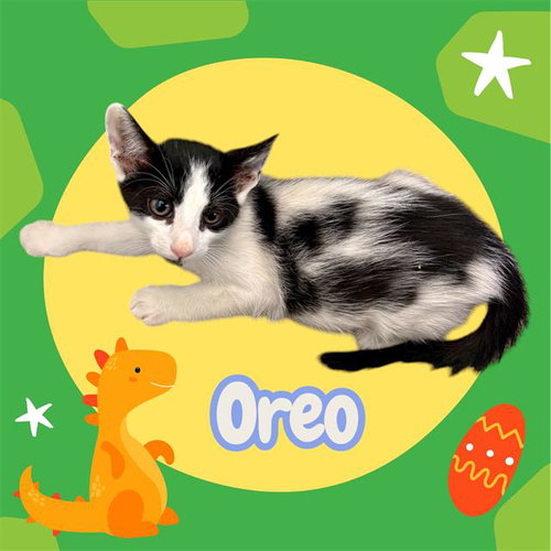 picture of the cat needing adoption