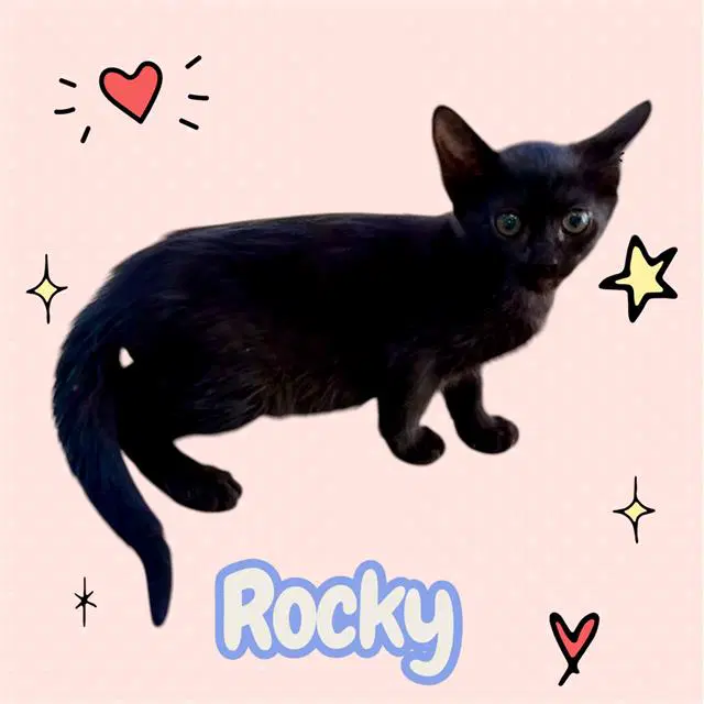 Rocky - Domestic Short Hair