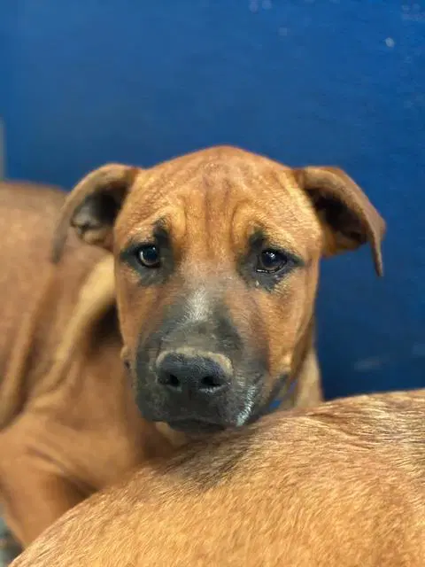 Rick - Pit Bull Terrier