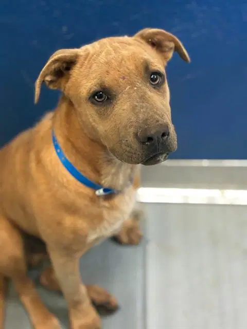 Daryl - Pit Bull Terrier