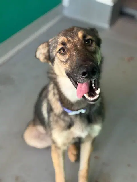 Unknown - German Shepherd Dog